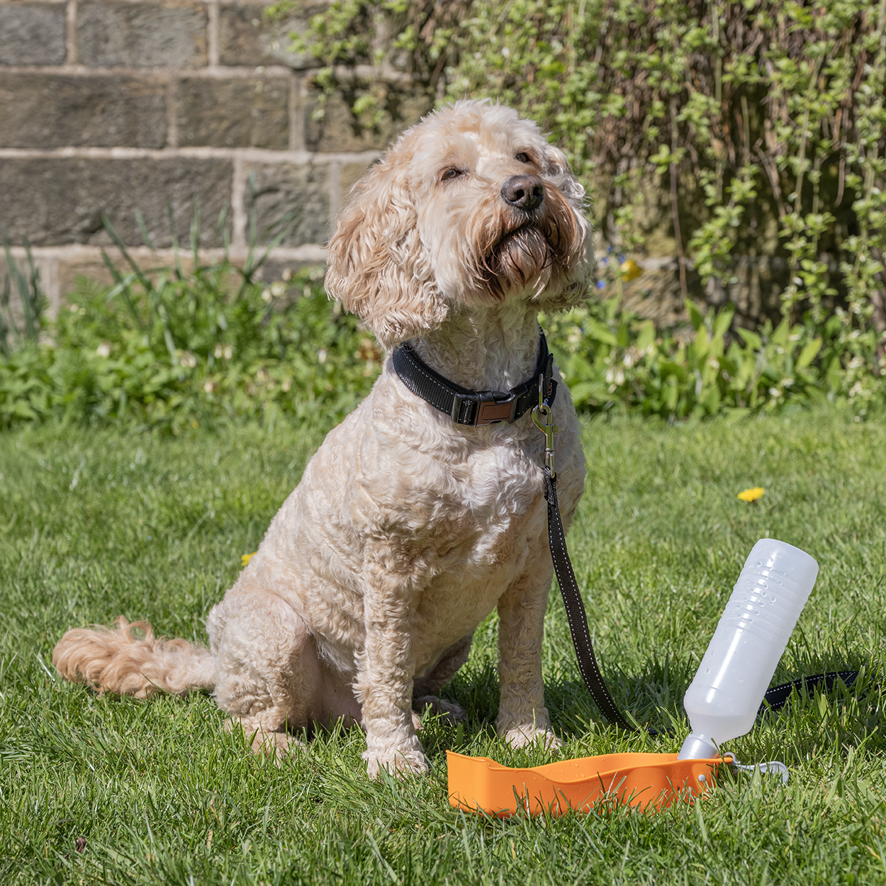 Rac Travel Plastic Dog Water Bottle