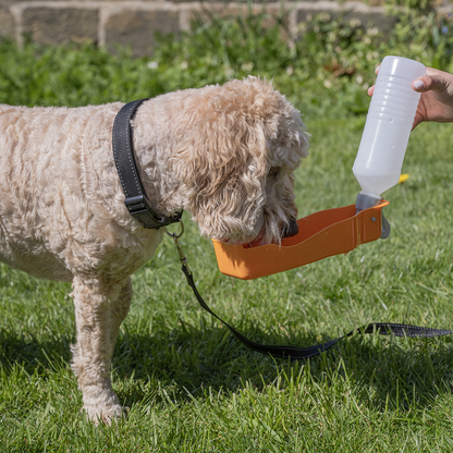 Rac Travel Plastic Dog Water Bottle