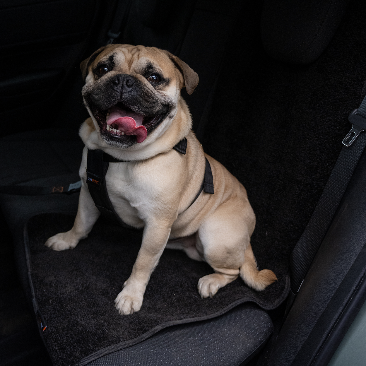 RAC Advanced Car Seat Cover