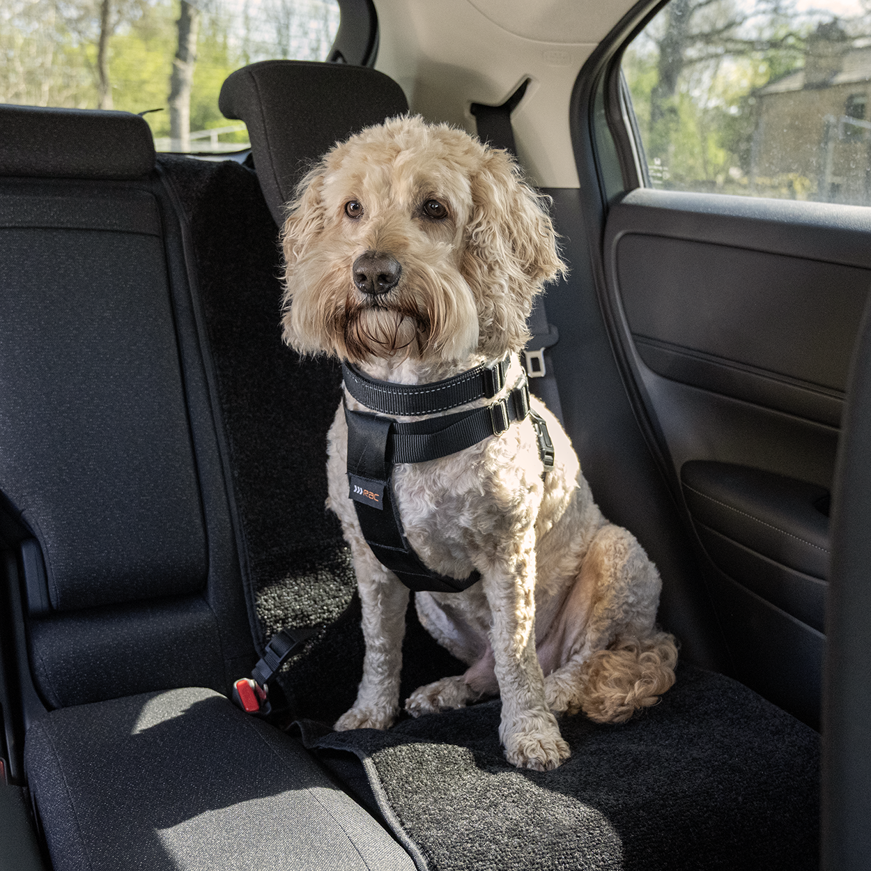 Rac 2 in 1 Max Chest Pet Car Harness