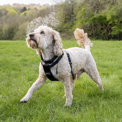 Rac 2 in 1 Max Chest Pet Car Harness