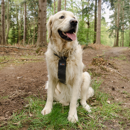 Rac 2 in 1 Max Chest Pet Car Harness