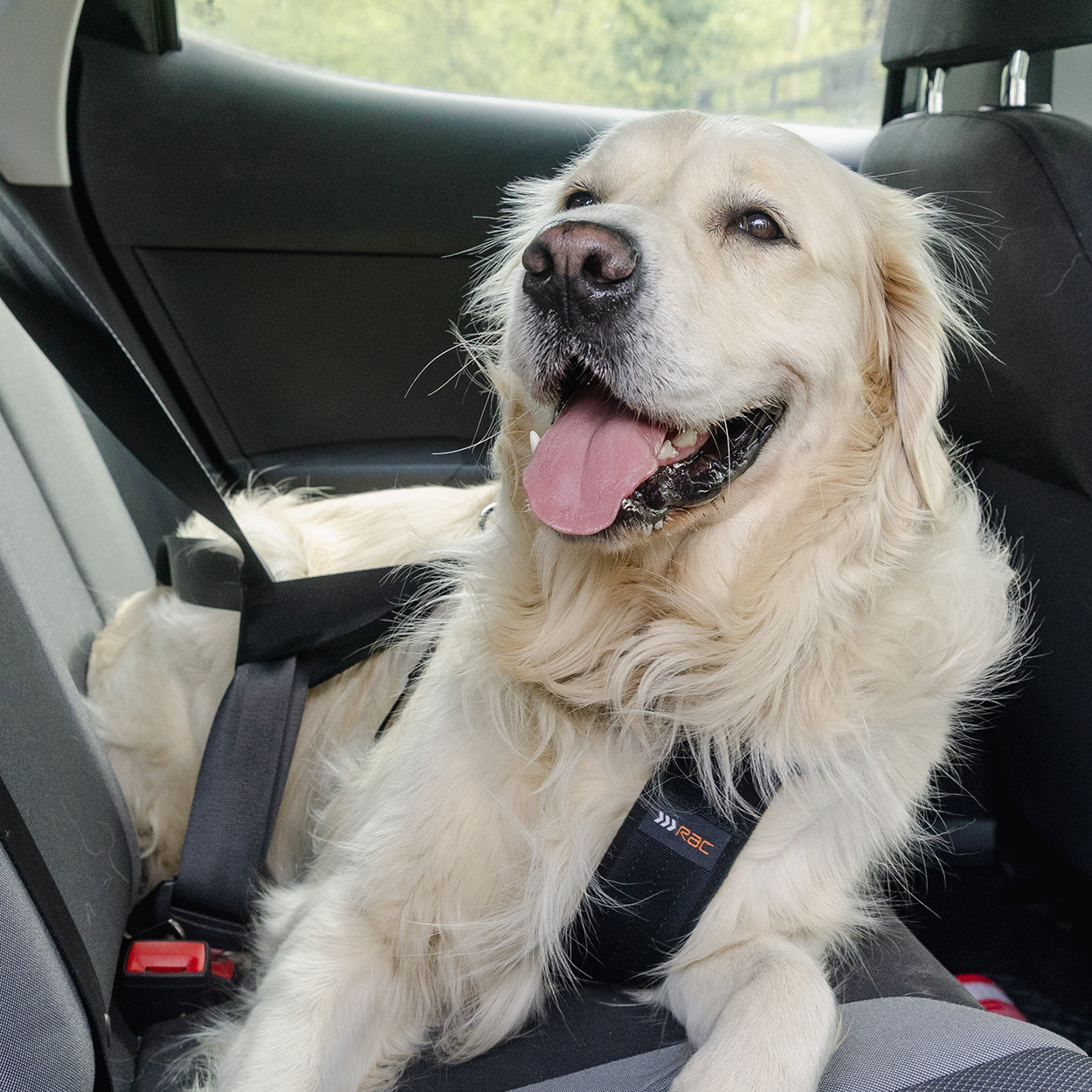 Rac 2 in 1 Max Chest Pet Car Harness