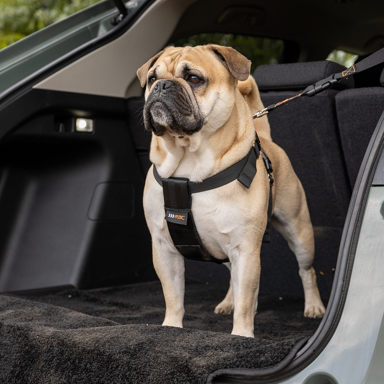 Rac 2 in 1 Max Chest Pet Car Harness