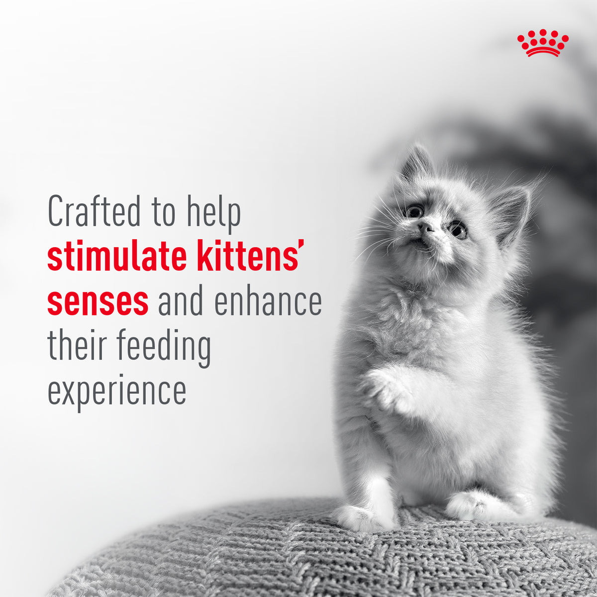 Royal Canin Sensory Kitten Multipack Chunks In Gravy