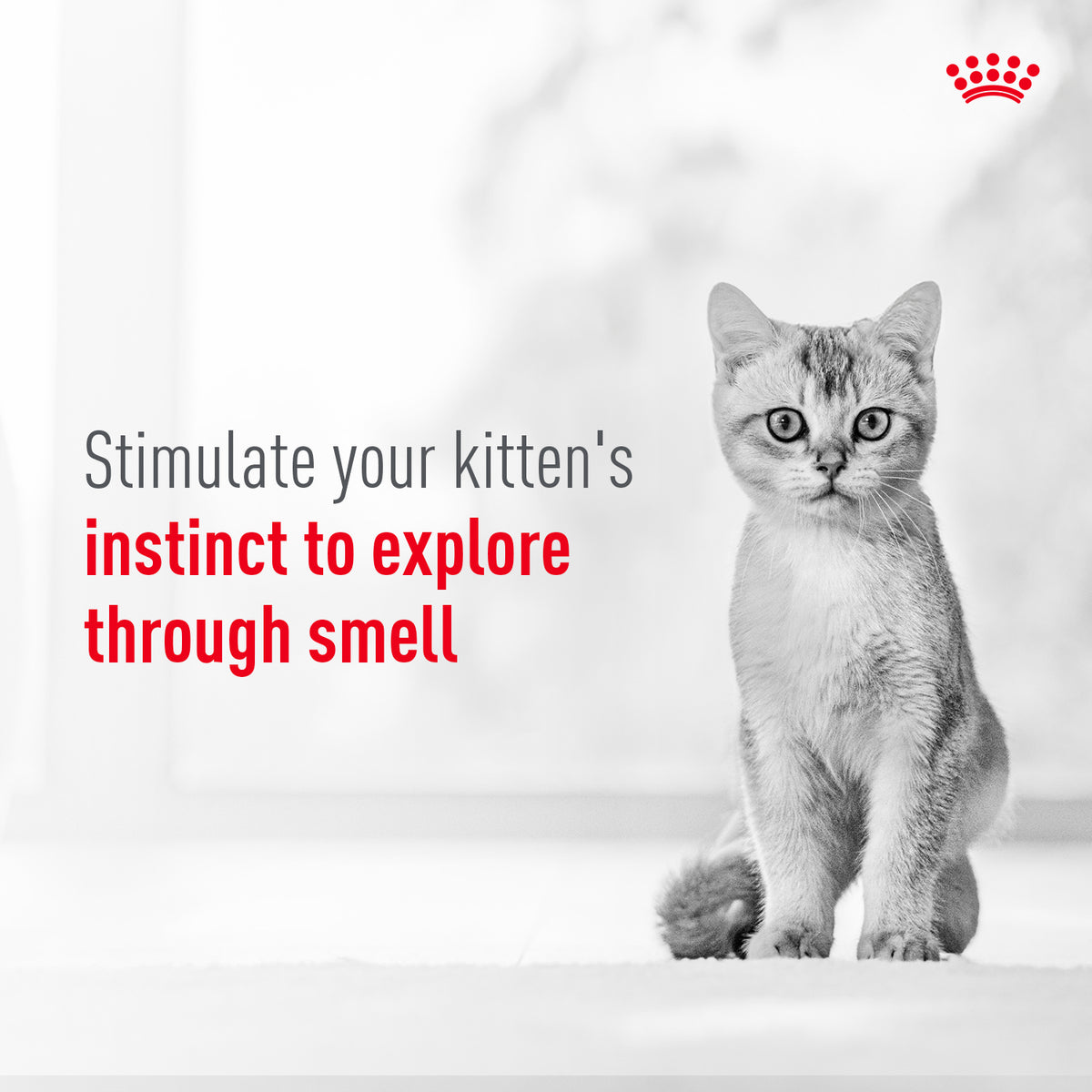 Royal Canin Sensory Kitten Smell Chunks In Gravy