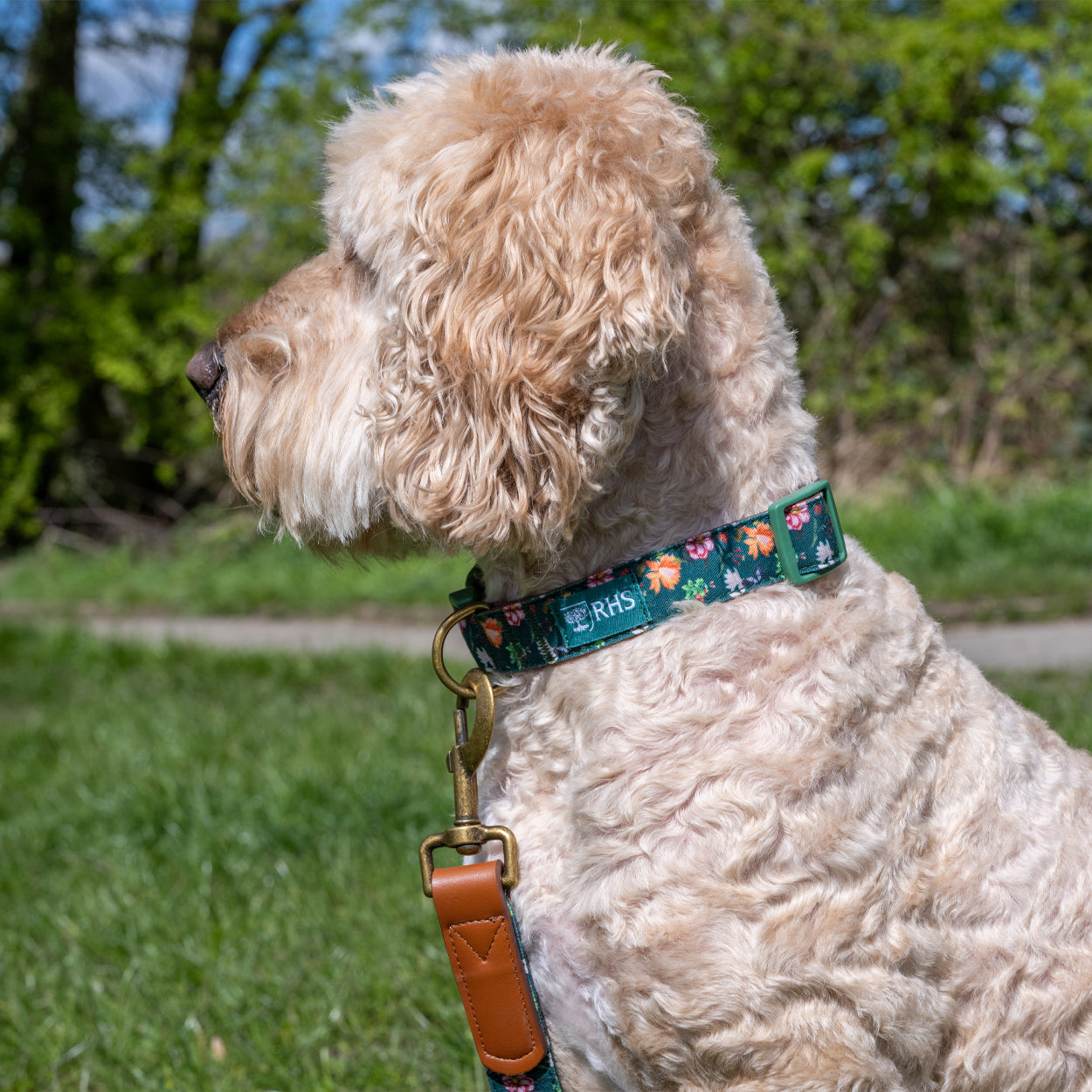 Royal Horticultural Society Pets in the Garden Dog Collar