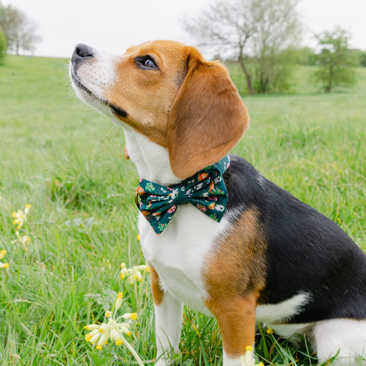 Royal Horticultural Society Pets in the Garden Bow Tie & Bandana Set