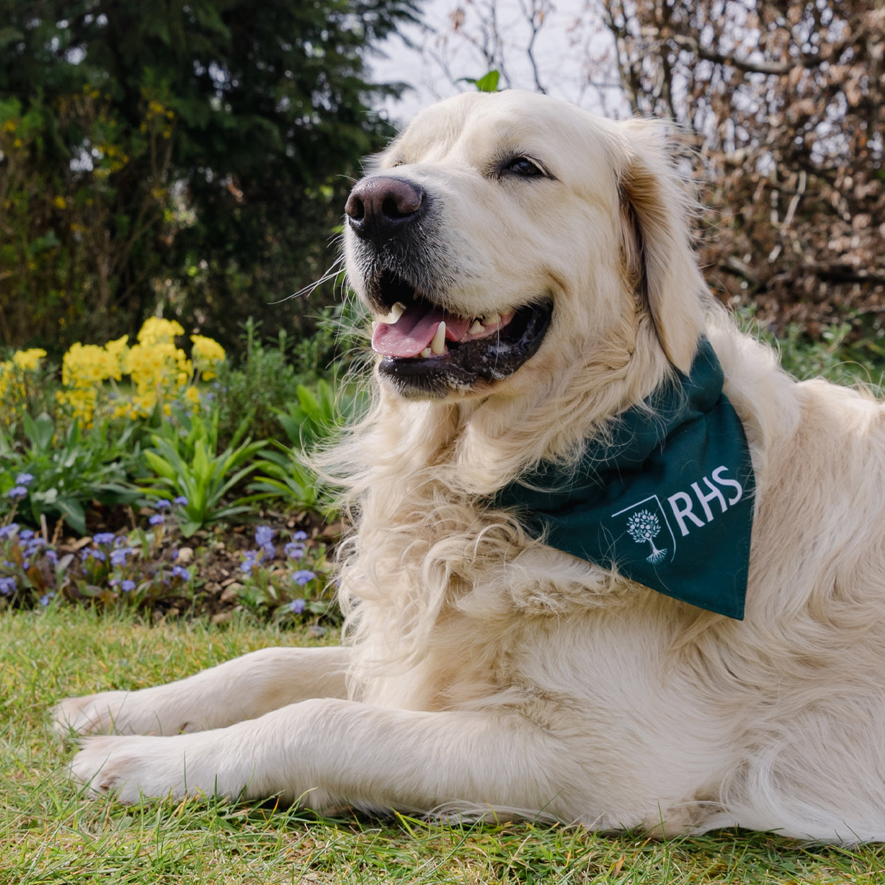 Royal Horticultural Society Pets in the Garden Bow Tie & Bandana Set