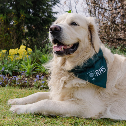 Royal Horticultural Society Pets in the Garden Bow Tie & Bandana Set