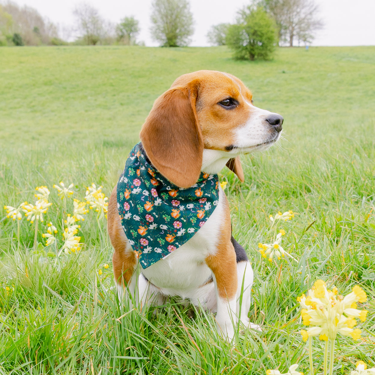 Royal Horticultural Society Pets in the Garden Bow Tie & Bandana Set