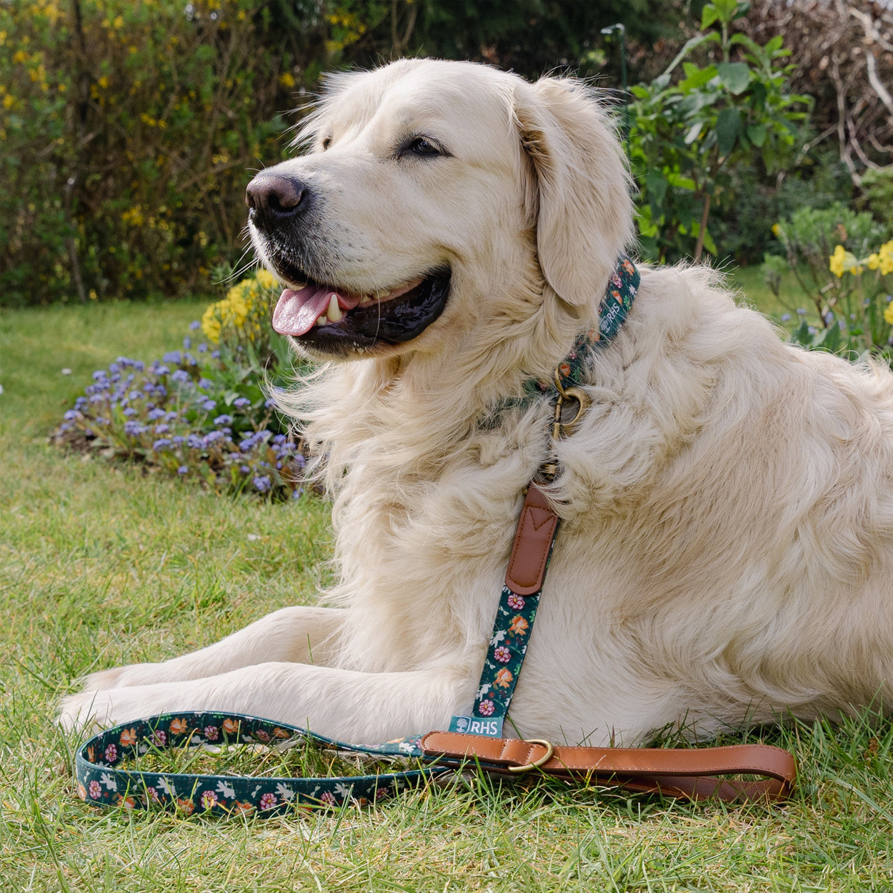 Royal Horticultural Society Pets in the Garden Dog Collar & Lead Set | Small