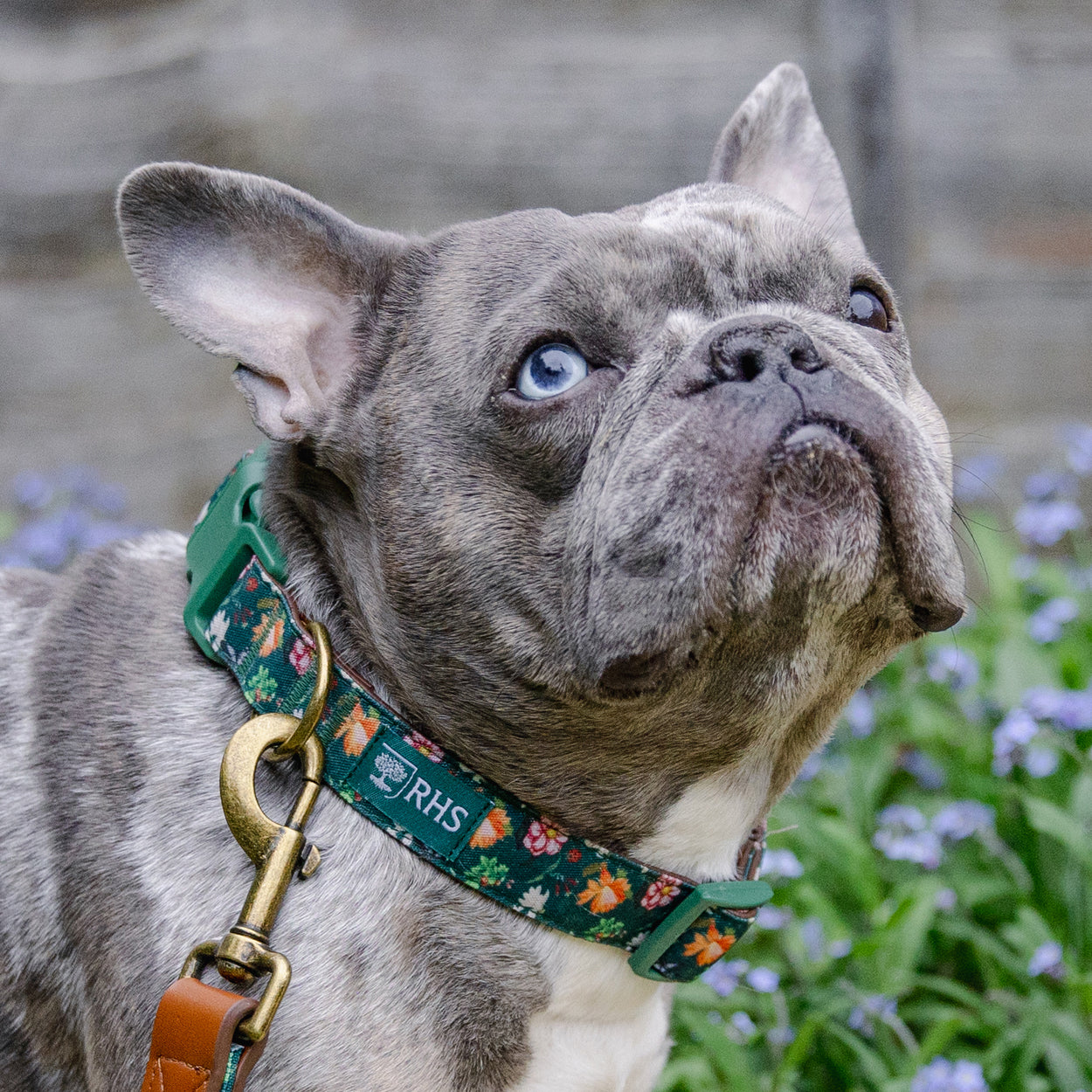 Royal Horticultural Society Pets in the Garden Dog Collar & Lead Set | Small