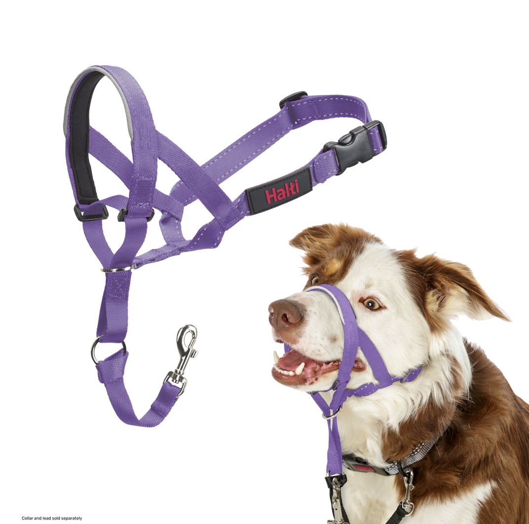 Halti Train Headcollar Purple